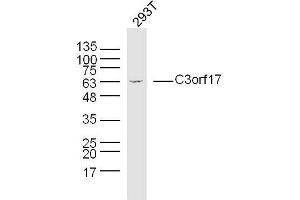 Human 293T cells probed with C3orf17 Polyclonal Antibody, unconjugated  at 1:300 overnight at 4°C followed by a conjugated secondary antibody at 1:10000 for 90 minutes at 37°C. (C3orf17 anticorps  (AA 430-480))