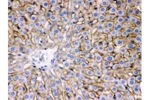 Anti- SLC10A1 Picoband antibody, IHC(P) IHC(P): Rat Liver Tissue