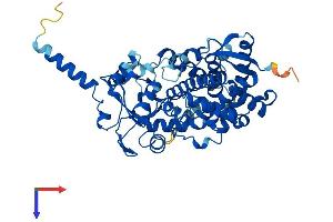 AlphaFold protein structure predicition of Human Recombinant CYP3A7 Protein, UniprotID P24462