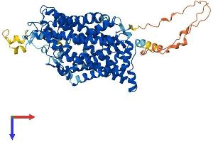 AlphaFold protein structure predicition of Human Recombinant SLC6A8 Protein, UniprotID P48029