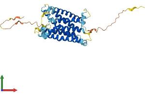 AlphaFold protein structure predicition of Human Recombinant MRGPRF Protein, UniprotID Q96AM1