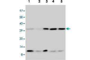 Western blot analysis of tissue and cell extracts with Ubiquitin polyclonal antibody . (Ubiquitin B anticorps  (AA 29-45))