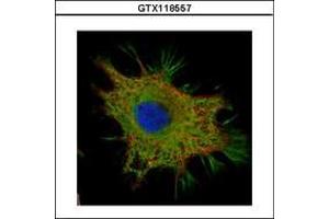 Image no. 3 for anti-Coiled-Coil Domain Containing 50 (CCDC50) (AA 1-187) antibody (ABIN1497124) (CCDC50 anticorps  (AA 1-187))