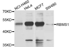 Western blot analysis of extracts of various cell lines, using RBMS1 antibody. (RBMS1 anticorps)