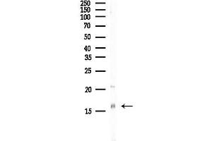 Western blot analysis of lysates from HepG2 cells(heat-shock, 45 min treatment), using IFITM3 Antibody at 1/1000 dilution.