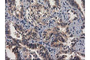 Image no. 4 for anti-Glucosidase, Beta, Acid 3 (Cytosolic) (GBA3) (AA 1-150), (AA 370-469) antibody (ABIN1490582)