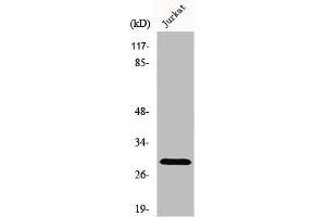 Western Blot analysis of Jurkat cells using Granzyme K Polyclonal Antibody (GZMK anticorps  (Internal Region))