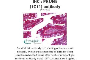 Image no. 1 for anti-Prune Exopolyphosphatase (PRUNE) antibody (ABIN1723943) (PRUNE anticorps)