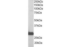 Western Blotting (WB) image for anti-RAN Binding Protein 1 (RANBP1) (C-Term) antibody (ABIN2465292) (RANBP1 anticorps  (C-Term))