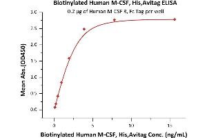 Immobilized Human M-CSF R, Fc Tag (ABIN2180912,ABIN2180911) at 2 μg/mL (100 μL/well) can bind Biotinylated Human M-CSF, His,Avitag (ABIN6386447,ABIN6388276) with a linear range of 0. (M-CSF/CSF1 Protein (AA 33-255) (His tag,AVI tag,Biotin))