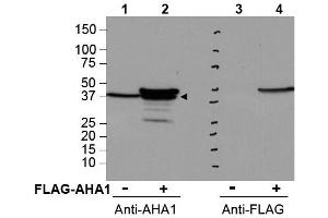 Image no. 1 for anti-Activator of HSP90 ATPase Activity 1 (AHSA1) (Internal Region) antibody (ABIN401377) (AHSA1 anticorps  (Internal Region))