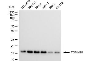 Western blotting analysis using TOMM20 antibody (ABIN7799428).