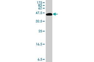 Western Blot detection against Immunogen (35.