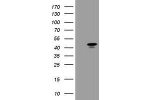 Image no. 1 for anti-Transcription Factor MafB (MAFB) antibody (ABIN1499251) (MAFB anticorps)