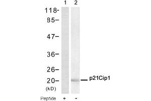 Image no. 1 for anti-Cyclin-Dependent Kinase Inhibitor 1A (p21, Cip1) (CDKN1A) (AA 143-147) antibody (ABIN319315) (p21 anticorps  (AA 143-147))