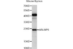 Western blot analysis of extracts of mouse thymus, using ARL6IP5 antibody (ABIN6292619) at 1:1000 dilution. (ARL6IP5 anticorps)