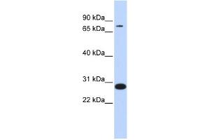 WB Suggested Anti-TCF12 Antibody Titration:  0. (TCF12 anticorps  (Middle Region))