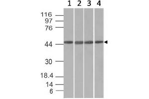 Western Blot of HeLa, HepG2, HEK293 and K562 cell lysates with EMI1 Mouse Monoclonal Antibody (EMI1/1176). (FBXO5 anticorps  (AA 1-250))
