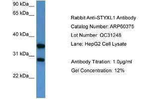 WB Suggested Anti-STYXL1  Antibody Titration: 0. (STYXL1 anticorps  (Middle Region))