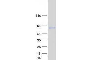 Validation with Western Blot (CPNE8 Protein (Myc-DYKDDDDK Tag))