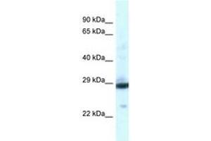 Image no. 1 for anti-phosphoglycerate Mutase 1 (Brain) (PGAM1) (AA 130-179) antibody (ABIN6747497) (PGAM1 anticorps  (AA 130-179))