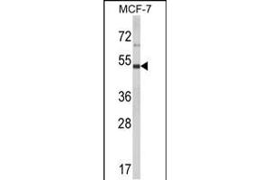 Western blot analysis of LUC7L2 Antibody (C-term) (ABIN653502 and ABIN2842911) in MCF-7 cell line lysates (35 μg/lane). (LUC7L2 anticorps  (C-Term))