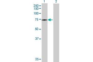 Western Blot analysis of ATAD3B expression in transfected 293T cell line by ATAD3B MaxPab polyclonal antibody.