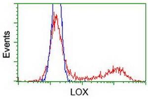 Image no. 1 for anti-Lysyl Oxidase (LOX) (AA 22-168) antibody (ABIN1491218)