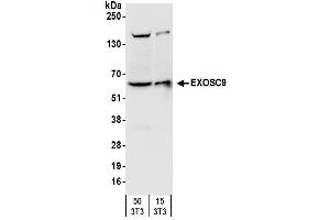 Western Blotting (WB) image for anti-Exosome Component 9 (EXOSC9) (AA 389-439) antibody (ABIN7450230)