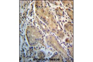 ERO1L Antibody (C-term) (ABIN657228 and ABIN2846330) immunohistochemistry analysis in formalin fixed and paraffin embedded human stomach tissue followed by peroxidase conjugation of the secondary antibody and DAB staining. (ERO1L anticorps  (C-Term))