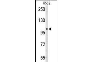 Western blot analysis of PD2 Antibody (Center) (ABIN653063 and ABIN2842664) in K562 cell line lysates (35 μg/lane). (AMPD2 anticorps  (AA 187-217))