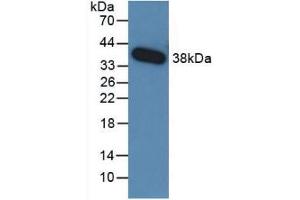Western Blot; Sample: Recombinant TGFb3, Human. (TGFB3 anticorps  (AA 24-300))