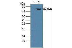 Figure. (CYP3A4 anticorps  (AA 344-497))