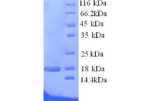 MSA2 (AA 109-246) protein (His tag)