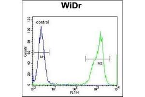 Flow Cytometry analysis of WiDr cells using RT4I1 Antibody (C-term) Cat. (RTN4IP1 anticorps  (C-Term))