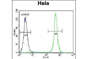TSPYL6 Antibody (Center) (ABIN655239 and ABIN2844842) flow cytometric analysis of Hela cells (right histogram) compared to a negative control cell (left histogram). (TSPY-Like 6 anticorps  (AA 206-235))
