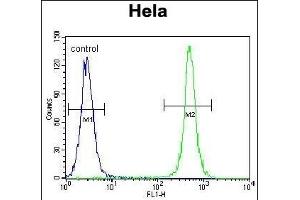 TSPYL6 Antibody (Center) (ABIN655239 and ABIN2844842) flow cytometric analysis of Hela cells (right histogram) compared to a negative control cell (left histogram). (TSPY-Like 6 anticorps  (AA 206-235))