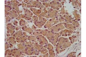 IHC image of ABIN7170553 diluted at 1:200 and staining in paraffin-embedded human pancreatic tissue performed on a Leica BondTM system.