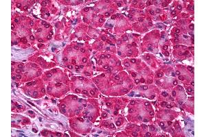 Anti-UBE2I antibody IHC of human pancreas. (UBE2I anticorps  (AA 2-14))