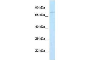 WB Suggested Anti-Jph2 Antibody Titration: 1. (Junctophilin 2 anticorps  (N-Term))