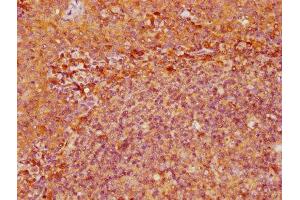 IHC image of ABIN7151367 diluted at 1:500 and staining in paraffin-embedded human tonsil tissue performed on a Leica BondTM system.