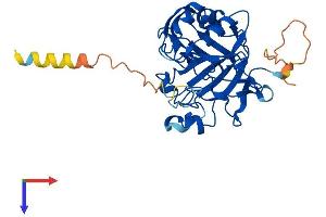 AlphaFold protein structure predicition of Mouse Recombinant Ca10 Protein, UniprotID P61215