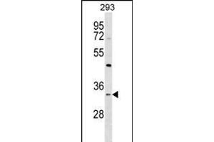STX2 Antibody (N-term) (ABIN1539493 and ABIN2848647) western blot analysis in 293 cell line lysates (35 μg/lane). (STX2 anticorps  (N-Term))