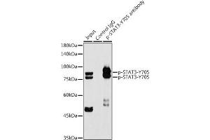 Immunoprecipitation analysis of 300 μg extracts of NIH/3T3 cells using 3 μg Phospho-ST-Y705 antibody (ABIN6135325, ABIN6136266, ABIN6136267 and ABIN7101883).