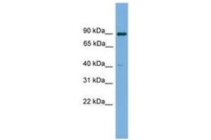 Image no. 1 for anti-Potassium Channel Tetramerisation Domain Containing 16 (KCTD16) (AA 107-156) antibody (ABIN6745149) (KCTD16 anticorps  (AA 107-156))