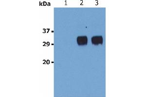 Western Blotting analysis (non-reducing conditions) of LST1 in whole cell lysate of U937 human Caucasian histiocytic lymphoma cell line. (LST1 anticorps)