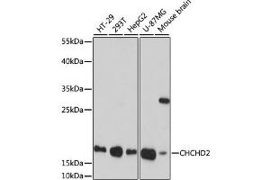 Western blot analysis of extracts of various cell lines, using CHCHD2 antibody (ABIN7266448) at 1:1000 dilution. (CHCHD2 anticorps  (AA 75-145))