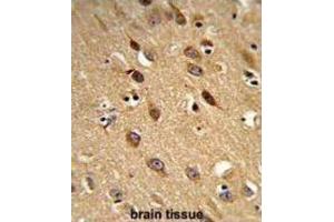 Immunohistochemistry (IHC) image for anti-phosphatidylserine Decarboxylase (PISD) antibody (ABIN3003933)