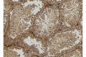 ABIN6276818 at 1/100 staining Mouse testis tissue by IHC-P. (MPZ anticorps  (C-Term))