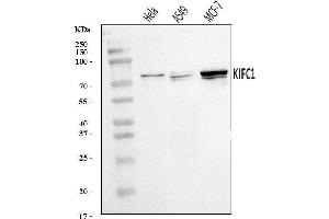 Western blot analysis of KIFC1 using anti-KIFC1 antibody (ABIN7599523). (KIFC1 anticorps  (AA 1-673))